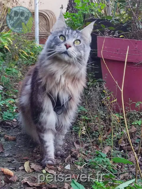 gatto lost   51200 Épernay Ouragan