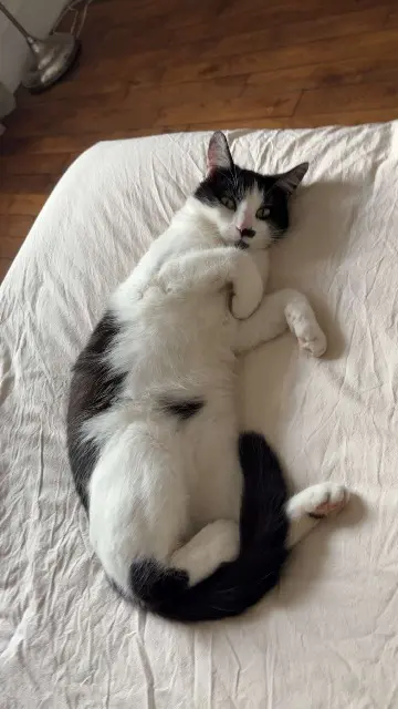 chat lost   51000 Châlons-en-Champagne Paco