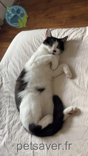 gato perdido 51000 Châlons-en-Champagne Paco gato lost 51000 Châlons-en-Champagne Paco