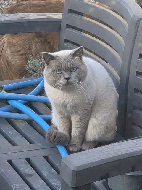 chat lost   51490 Pontfaverger-Moronvilliers Panda