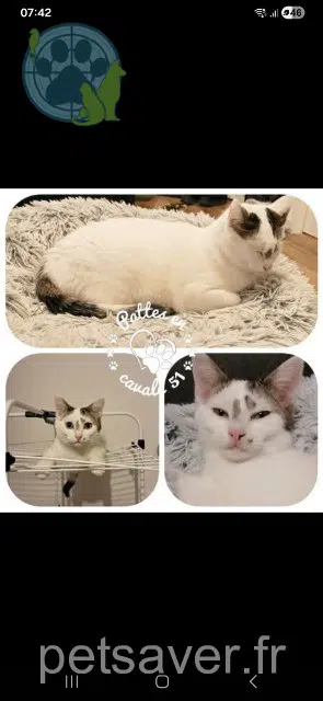 chat lost   51430 Bezannes Popcorn