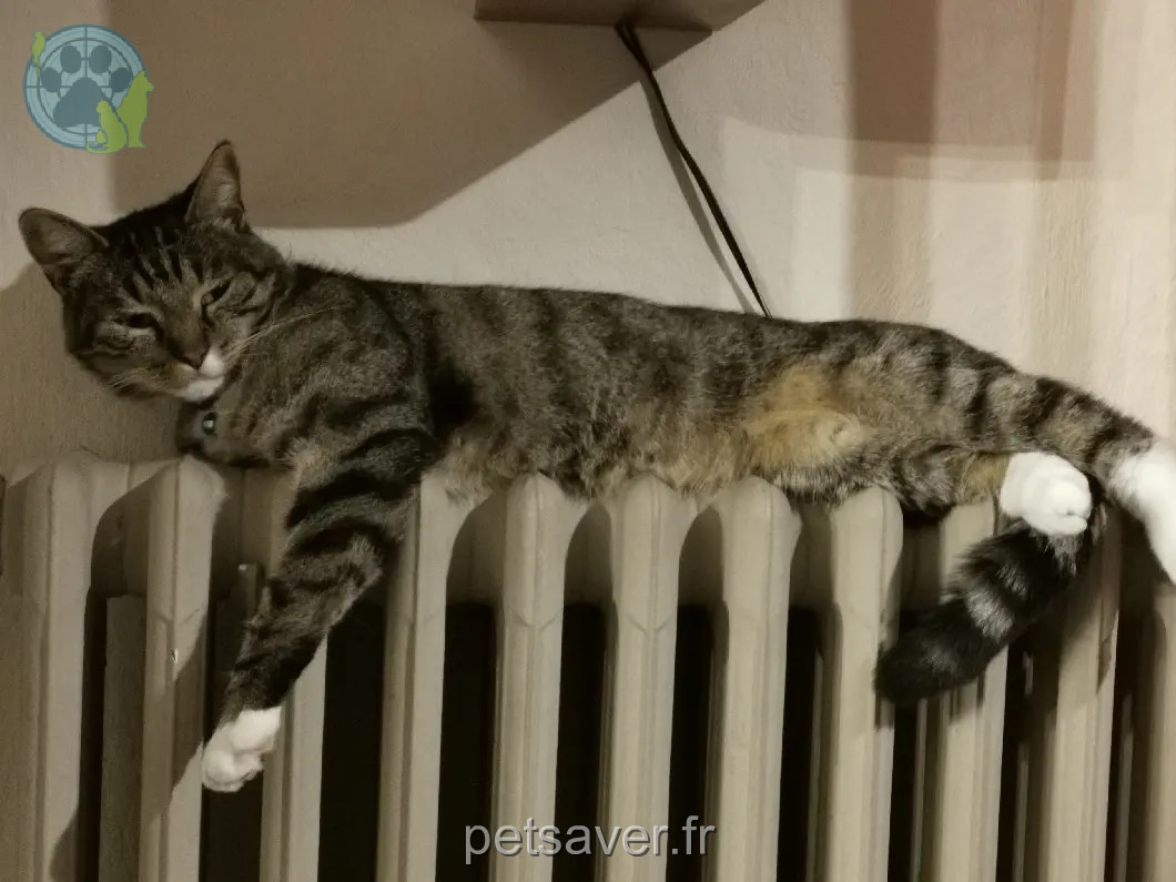 Chat Perdu 51 Marne Chat Perdu 51 Marne