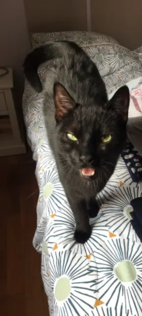 chat lost   51530 Moussy REGLISSE