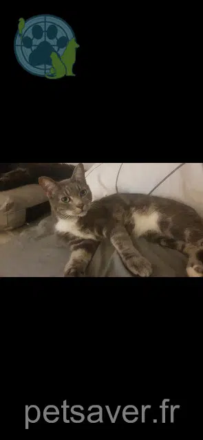 Kater lost   51100 Reims Anubis