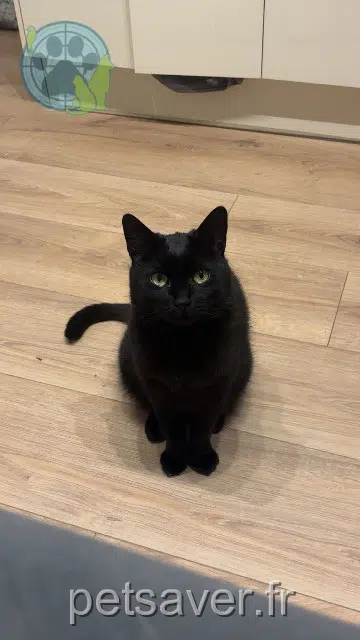 gatto lost   51100 Reims Azir