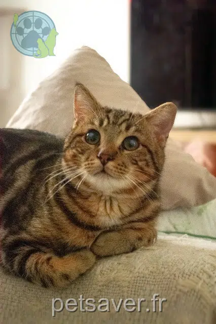 gatto lost 51100 Reims Azur