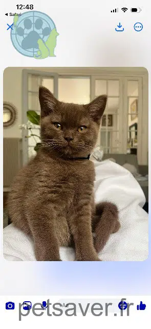 chat lost 51100 Reims Billy