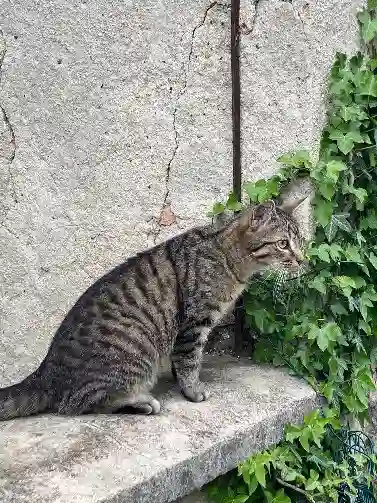 Chat Perdu 51 Marne Reims - Biscuit Chat Perdu 51 Marne Reims - Biscuit