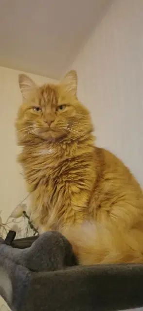 chat lost   51100 Reims Choupi