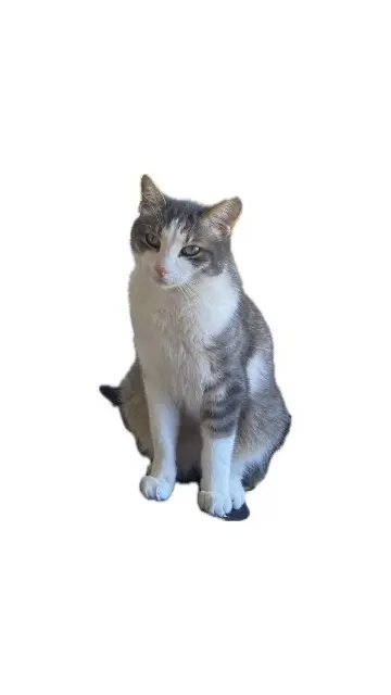 chat lost   51100 Reims Courgette