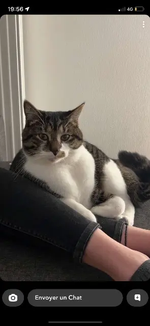 gato perdido 51100 Reims Fifille gato lost 51100 Reims Fifille