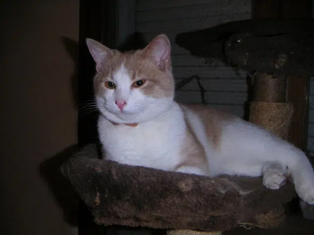 chat lost   51100 Reims Gugusse