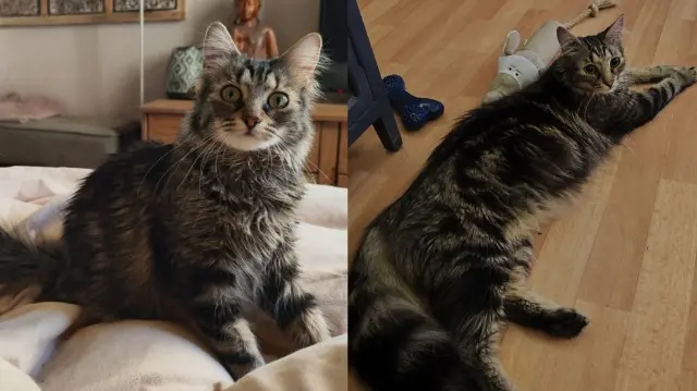 chat lost   51100 Reims Juno