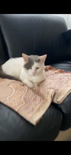 chat lost   51100 Reims Kokos