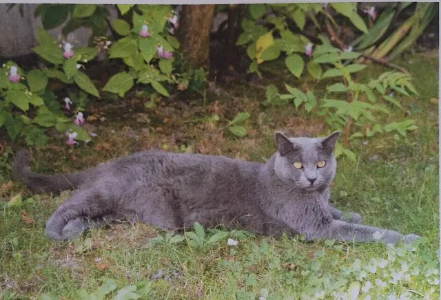 chat lost   51100 Reims Loula