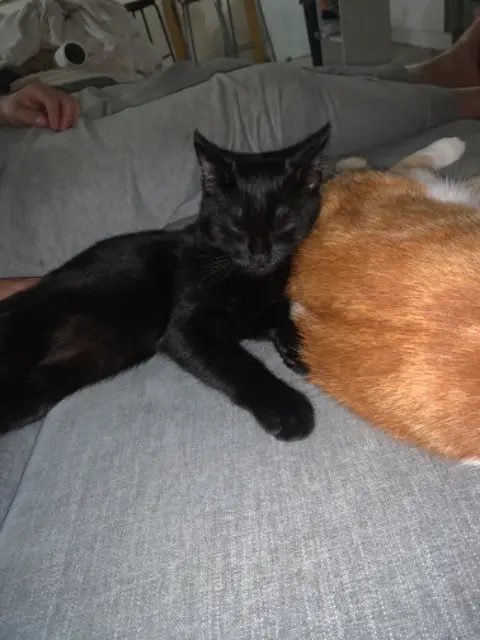 chat perdu 51100 Reims max chat lost 51100 Reims max
