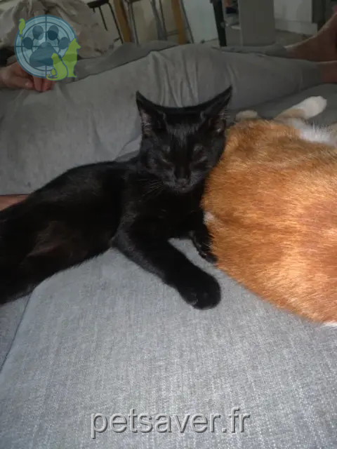 kater vermist 51100 Reims max kater lost 51100 Reims max