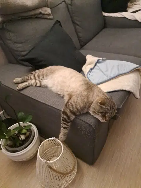 chat lost   51100 Reims Mistigri