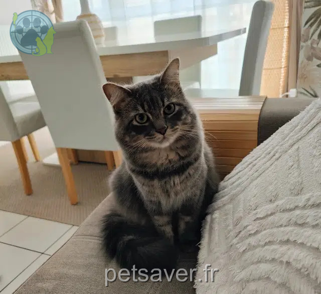 gato perdido 51100 Reims Nico gato lost 51100 Reims Nico