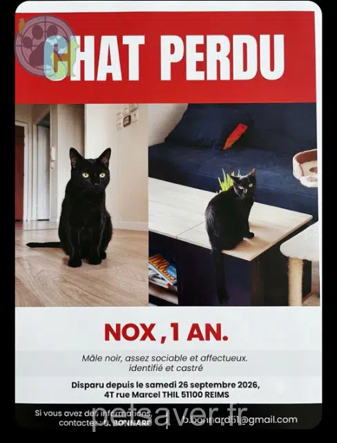 chat lost 51100 Reims Nox