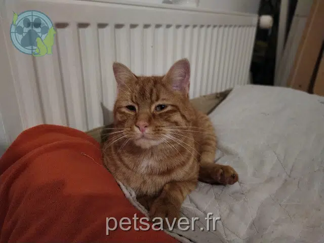 kater vermist 51100 Reims Odin kater lost 51100 Reims Odin