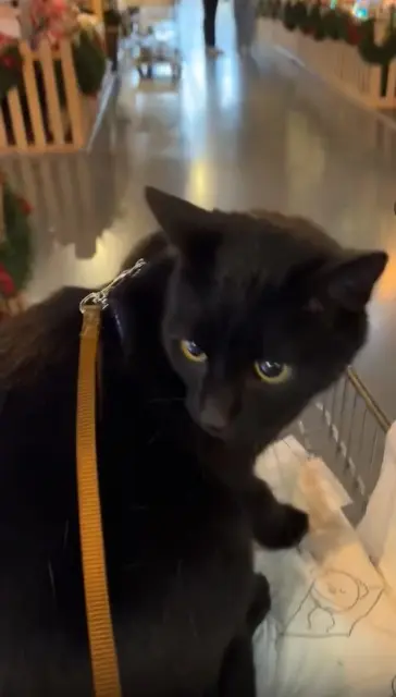 gato perdido 51100 Reims Ozan gato lost 51100 Reims Ozan