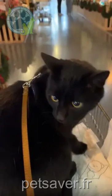 cat lost 51100 Reims Ozan cat lost 51100 Reims Ozan