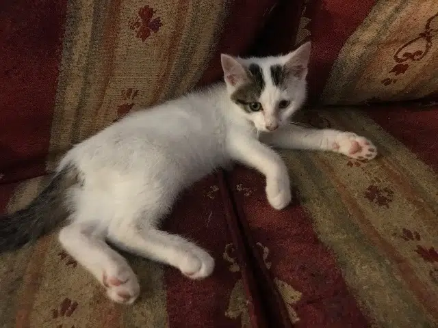 chat lost   51100 Reims Pirate