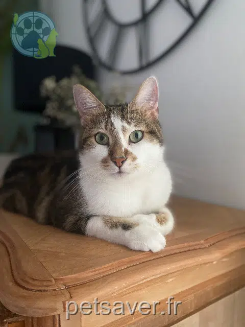 chat lost 51100 Reims Praline