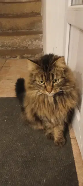 chat lost   51100 Reims Rames