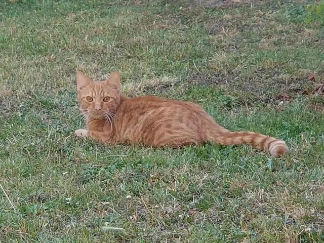 chat lost   51100 Reims Rio