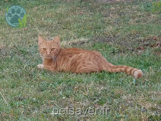 gato perdido 51100 Reims Rio gato lost 51100 Reims Rio