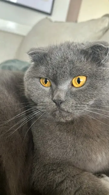 gatto perso 51100 Reims Salem gatto lost 51100 Reims Salem