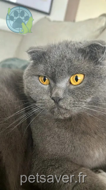 cat lost 51100 Reims Salem cat lost 51100 Reims Salem