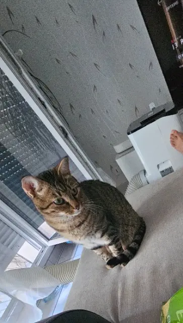 chat lost   51100 Reims Salem