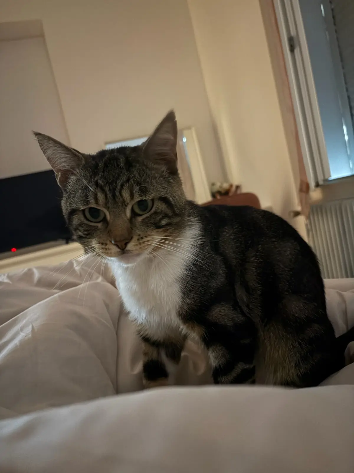 chat lost   51100 Reims Simba