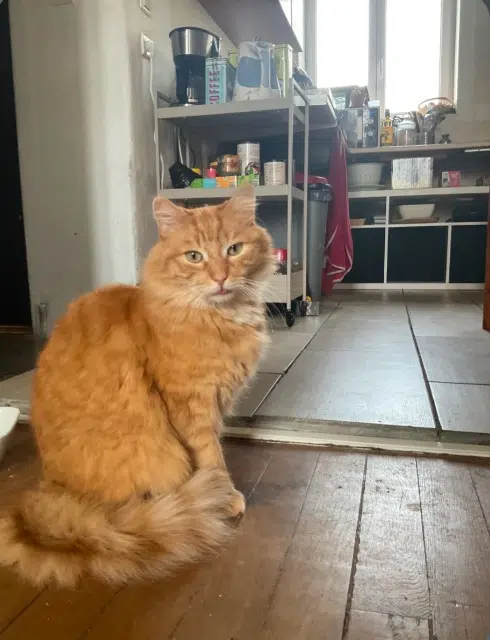 chat lost   51100 Reims Simba