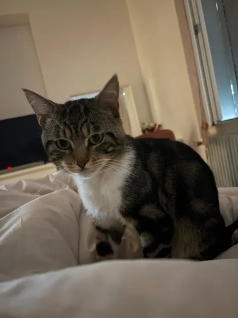 chat lost   51100 Reims Simba