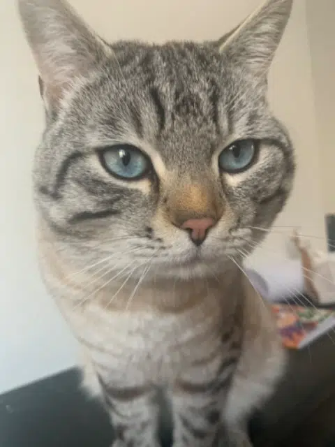 chat lost   51100 Reims Simon