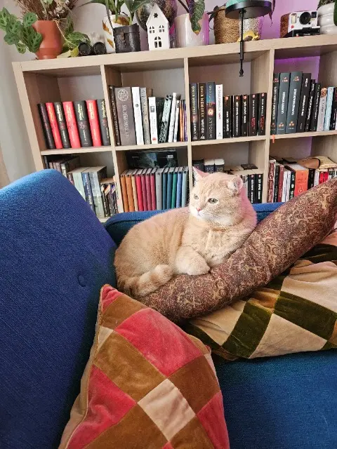 chat lost   51100 Reims Spoki