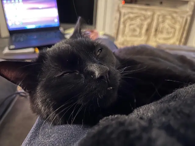 chat lost   51100 Reims Toulouse