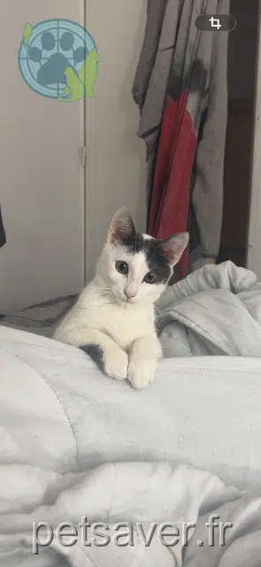 gatto lost   51100 Reims Vicky