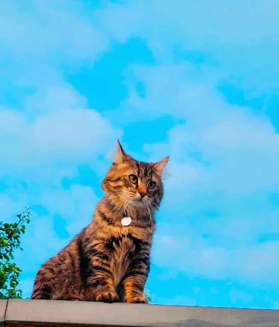 chat lost   51100 Reims Willow