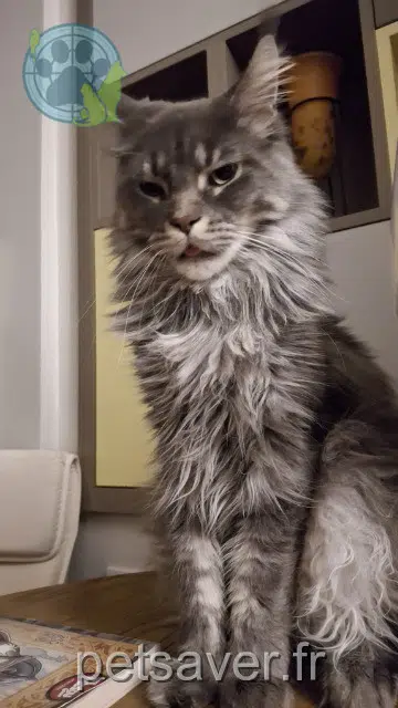 chat lost   51100 Reims Winnie