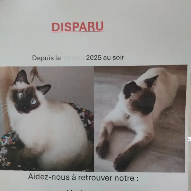 chat lost   51100 Reims Yoda