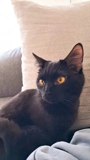 gatto perso 51100 Reims Zephir gatto lost 51100 Reims Zephir