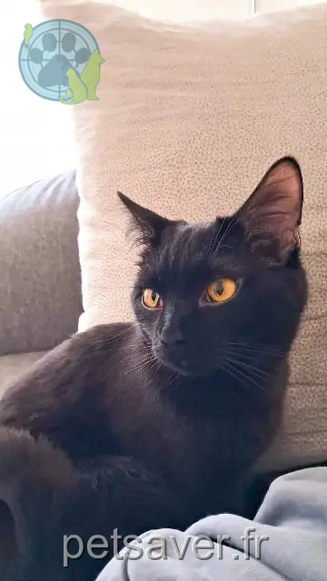 gato perdido 51100 Reims Zephir gato lost 51100 Reims Zephir