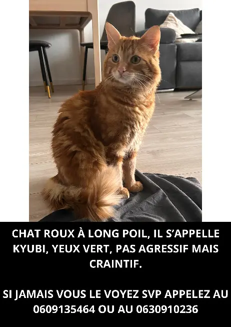 Chat Perdu 51 Marne Reims Chat Perdu 51 Marne Reims