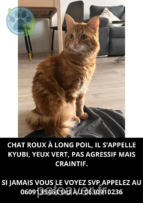 Chat Perdu 51 Marne Reims Chat Perdu 51 Marne Reims