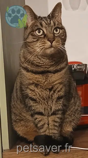 gato lost   51490 Beine-Nauroy Rocky